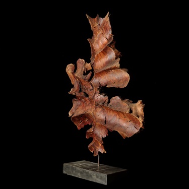 Lucas Guilbert, Ignifolia , Eucalyptus Caesia (Silver Princess) & Mild Steel, 2025, 650 × 400 × 100 mm.